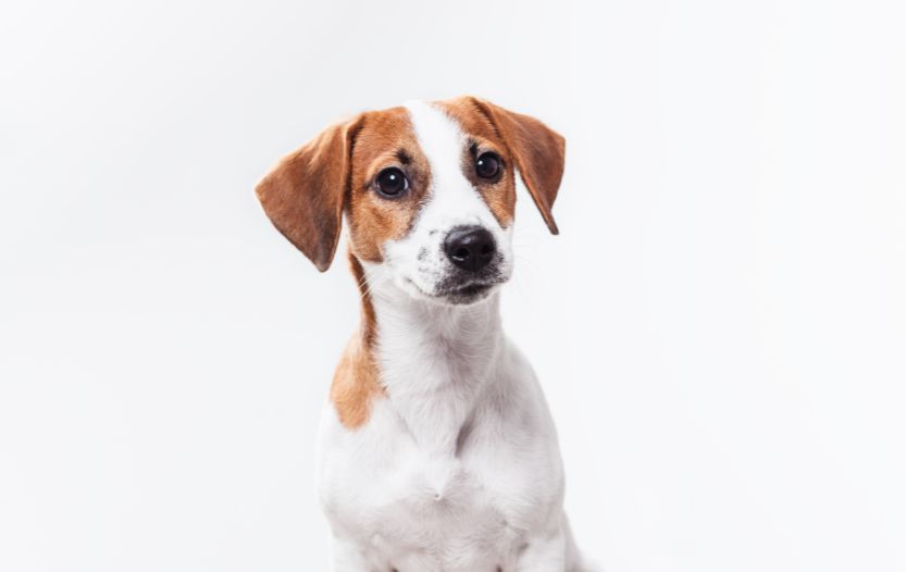 Dachshund Jack Russell Terrier Mix