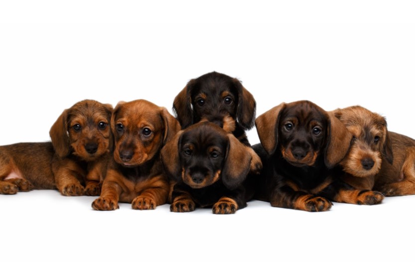 How Many Puppies Can a Miniature Dachshund Have