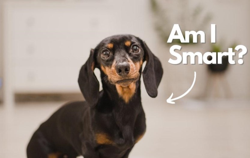 are dachshunds smart