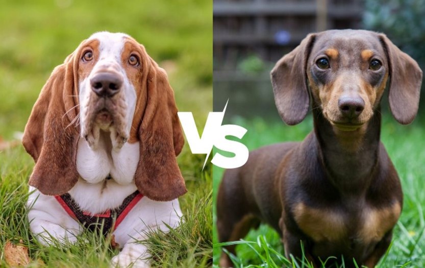 basset hound vs dachshund