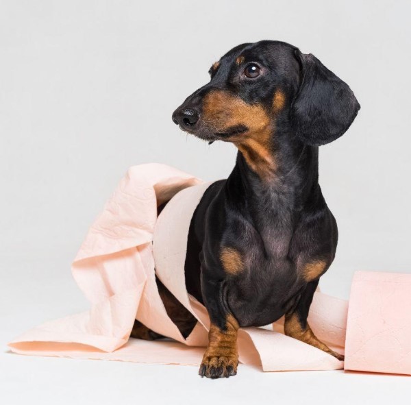 dachshund covered in toilet paper