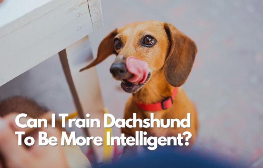can I train my dachshund to be more intelligent