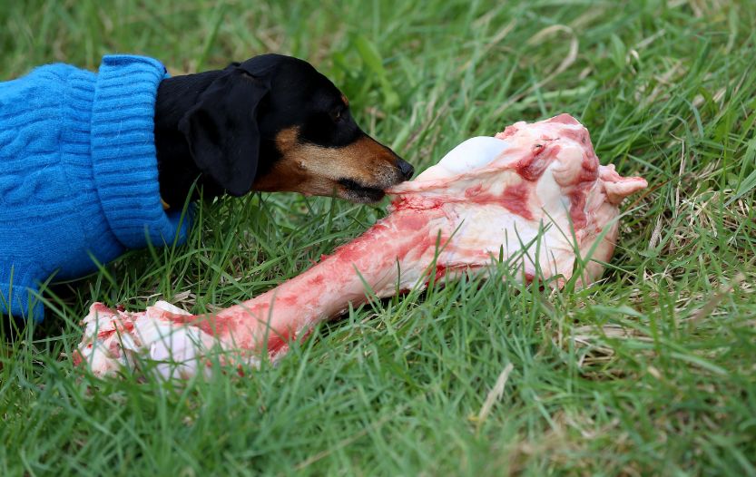 dachshund biting meat on grass