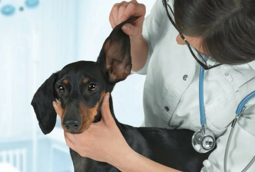 dachshund getting ear checked