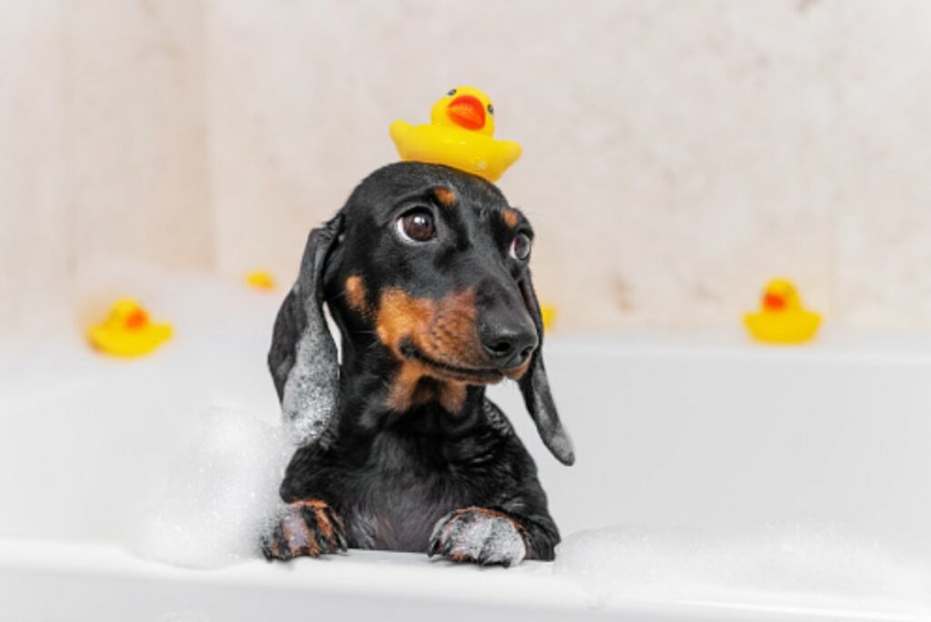 dachshund in bathtub