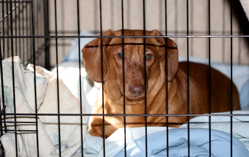 dachshund in cage