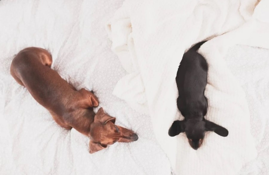 two dachshunds on your bed