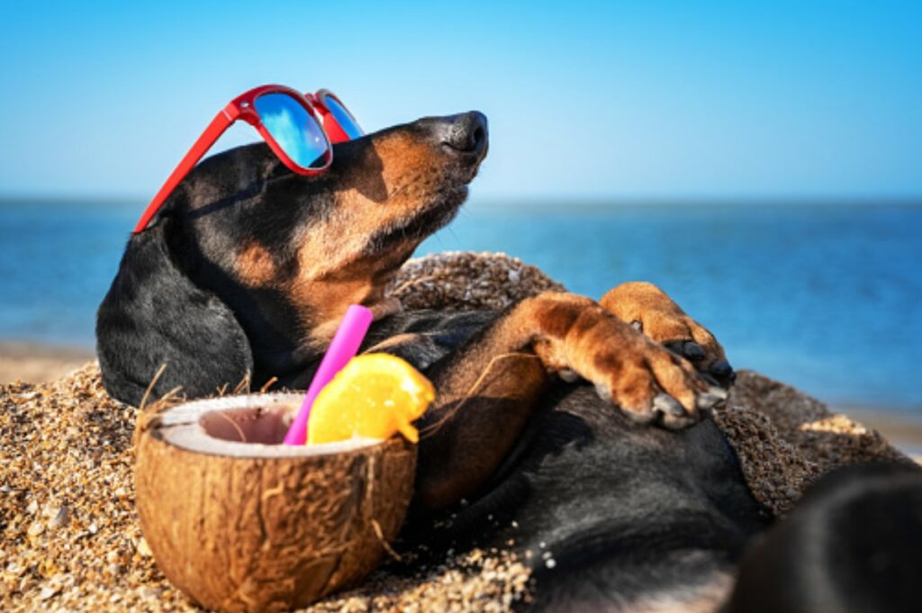 dachshund relaxing on the beach