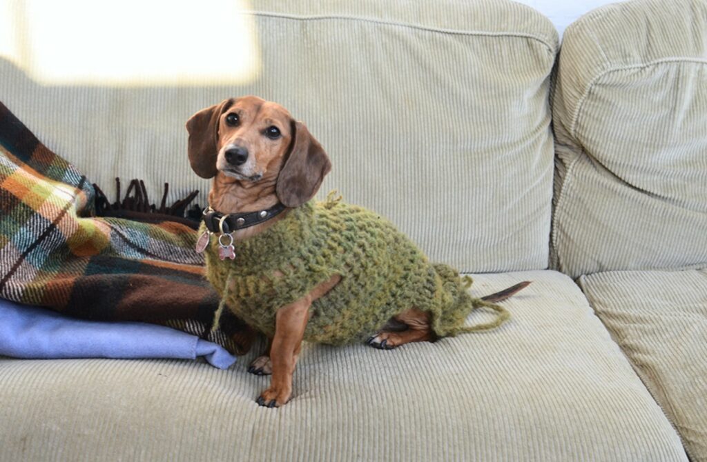 dachshund sitting on couch with sweater