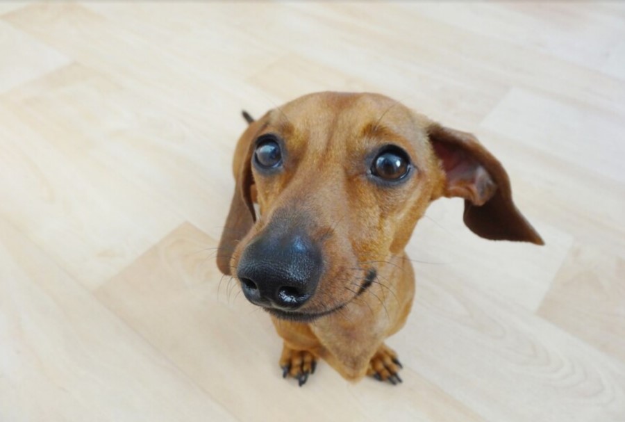 dachshund staring into your soul