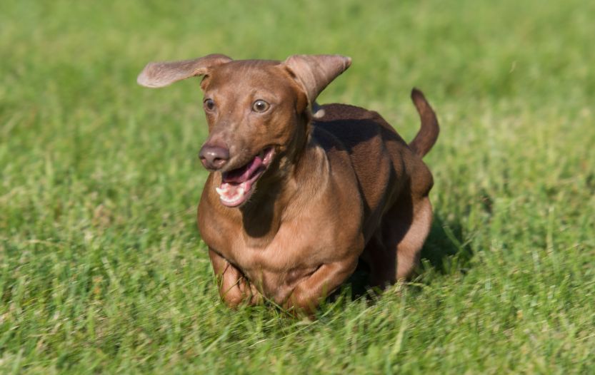 how fast can dachshunds run
