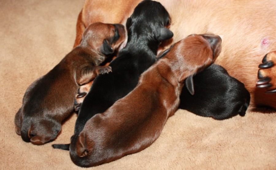 how many miniature dachshunds can be concieved