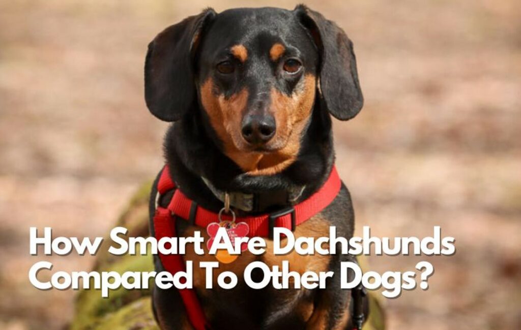 how smart are dachshunds compared to other dogs