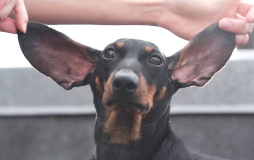 huge dachshund ears