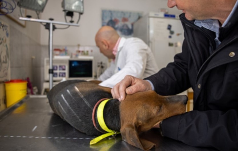 two vets with dachshund