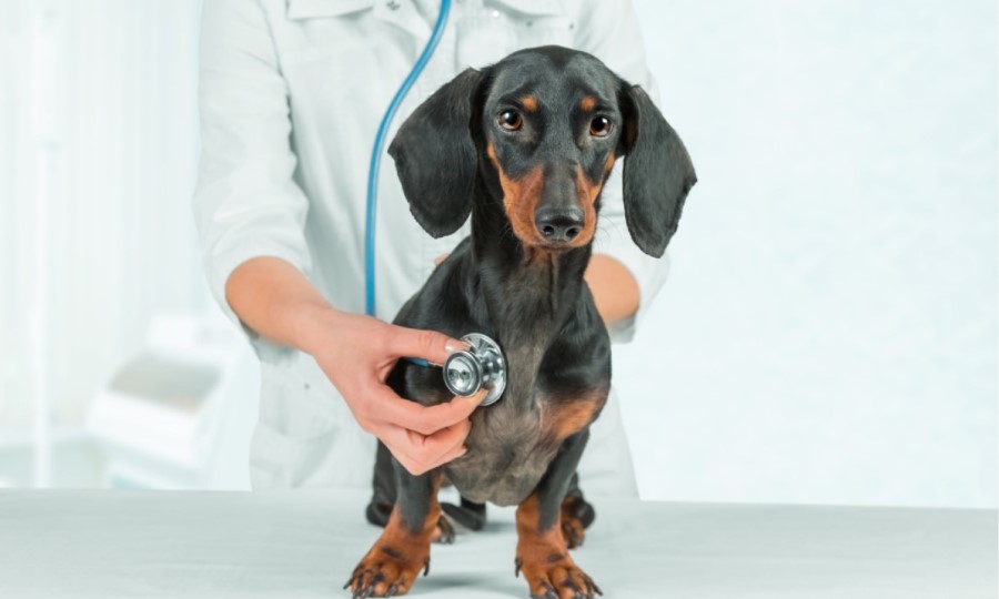 dachshund at the vet