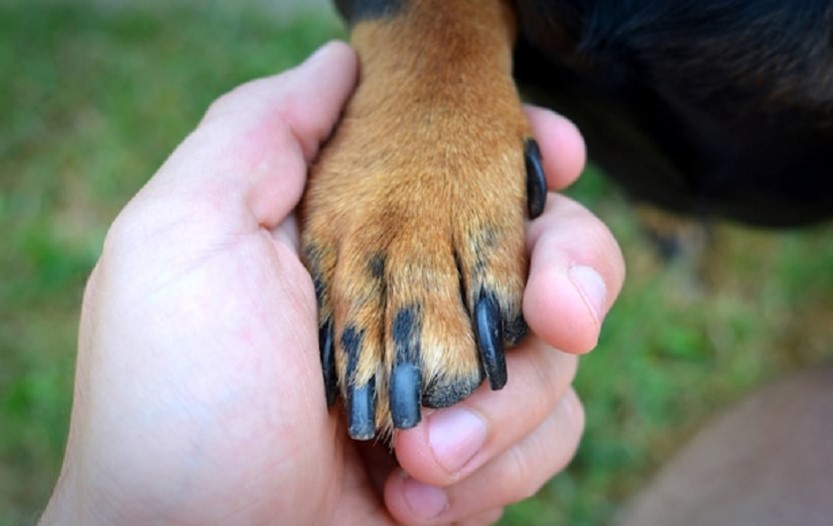 shaking dachshund hand