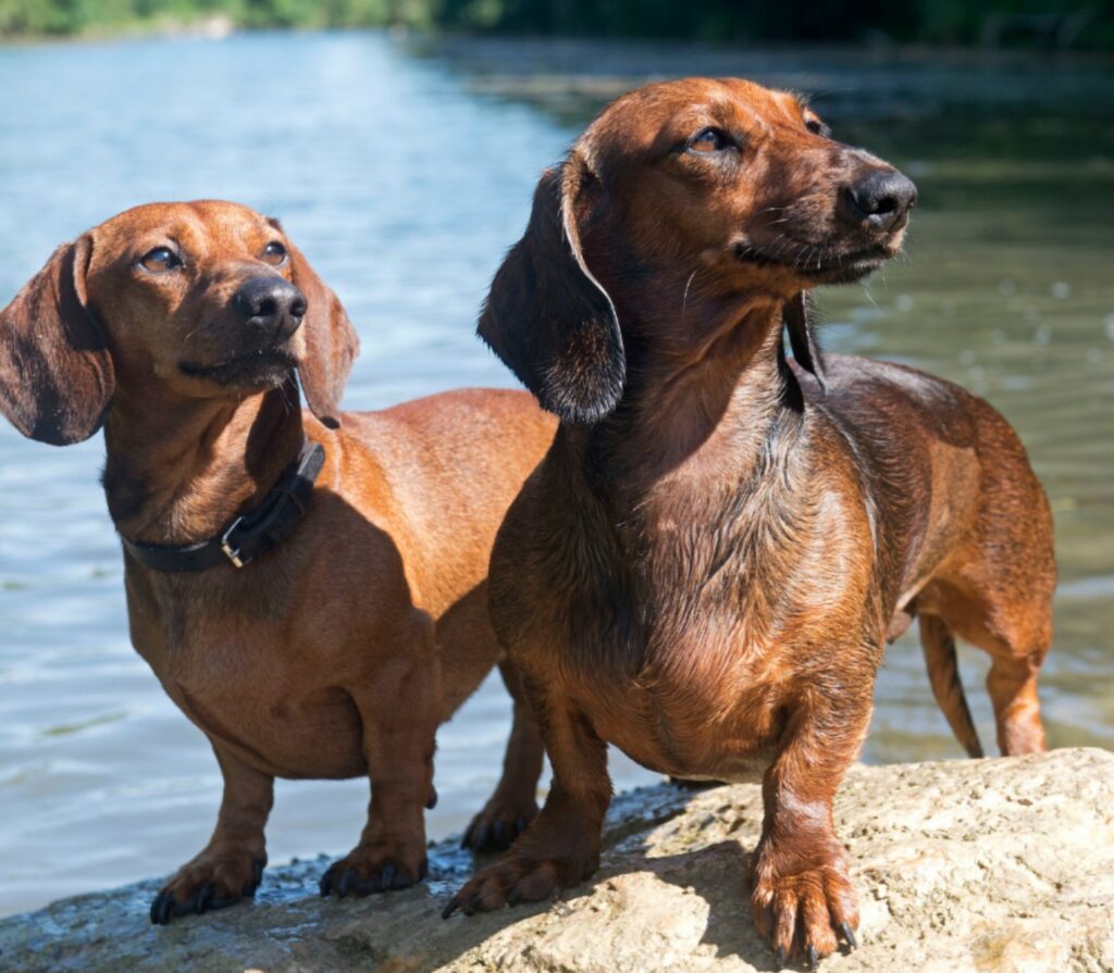 two dachshunds by the lake