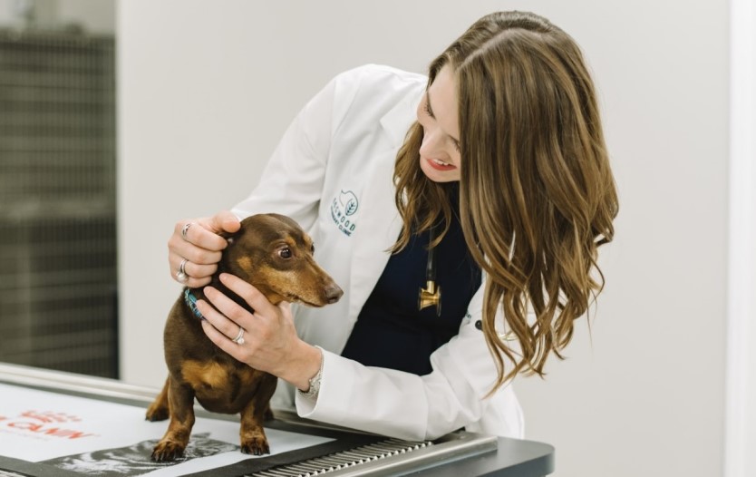 vet with dachshund