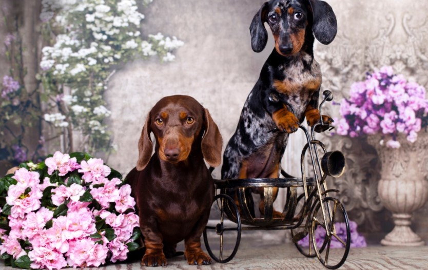 are male or female dachshunds better