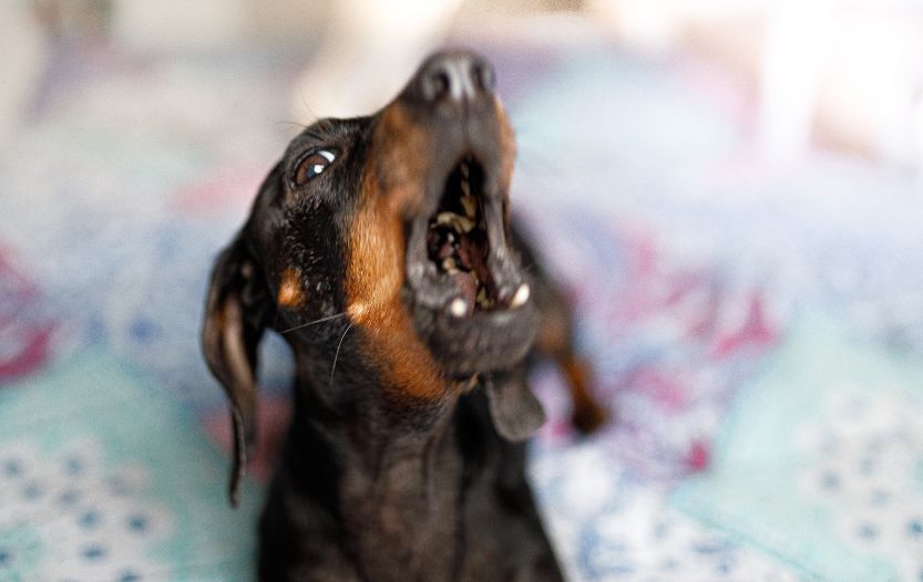 dachshund bad breath