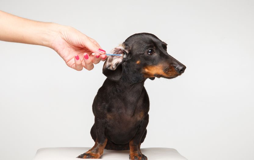 dachshund hair loss in ears