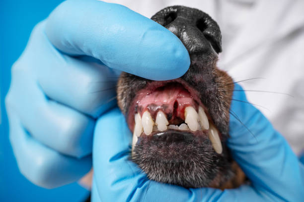 dachshund teeth