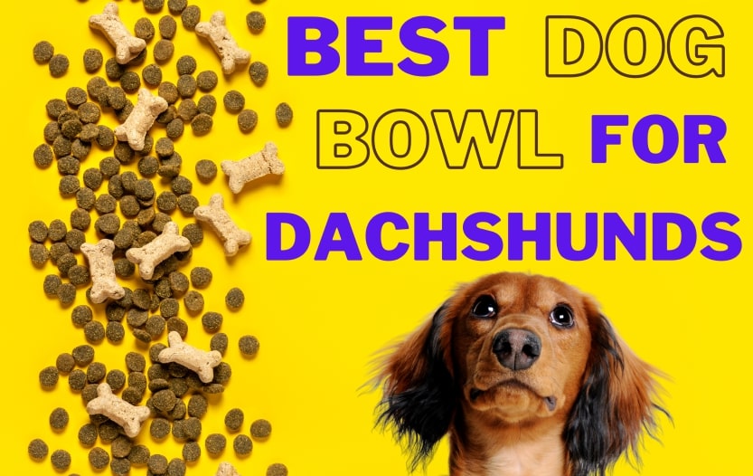 Best Dog Bowl for Dachshund