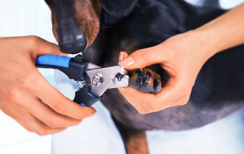 how to trim a dachshund's nails