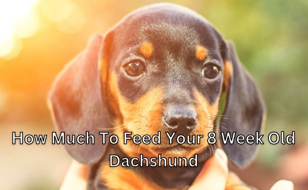 how much to feed an 8 week old dachshund
