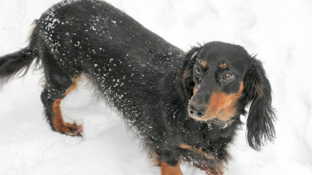 dachshund-in-snow