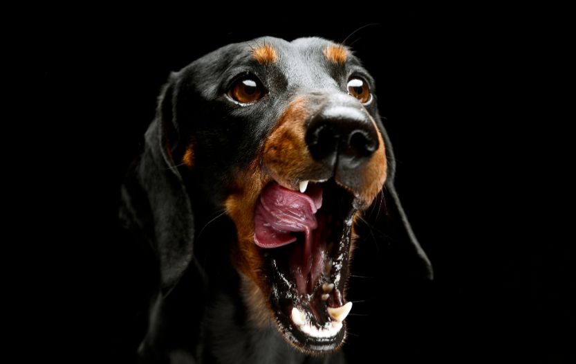 Why Do Dachshunds Have Bad Breath